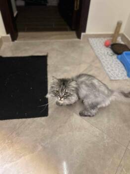 Rescue Siberian Cats for Adoption in Brampton, Ontario - Jack & Jill | PetCurious