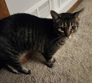 Tabitha -  Domestic Short Hair Cat for Adoption in Minneapolis, Minnesota - Tabitha | PetCurious