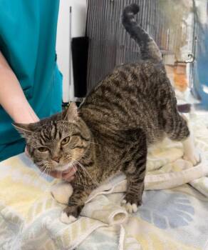 Winnie -  Domestic Short Hair Cat for Adoption in Little Rock, Arkansas - Winnie | PetCurious