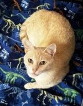Rescue Domestic Short Hair Cats for Adoption in Portsmouth, Ohio - Gorgeous George | PetCurious