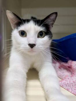 Verna -  Domestic Short Hair Cat for Adoption in Detroit Lakes, Minnesota - Verna | PetCurious