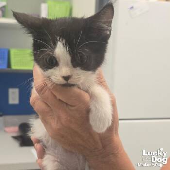 Shine -  Domestic Short Hair Cat for Adoption in Washington, District Of Columbia - Shine | PetCurious