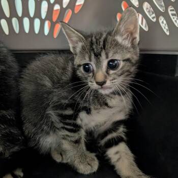 Phoebe -  Domestic Short Hair Cat for Adoption in Columbia, Missouri - Phoebe | PetCurious