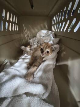 A 12c -  Domestic Short Hair Cat for Adoption in Lawrenceville, Georgia - A 12c | PetCurious
