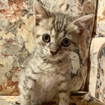 Rescue Tabby Cats for Adoption in Bethel, Connecticut - Waffle | PetCurious