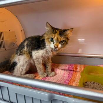 Valorie -  Domestic Long Hair Cat for Adoption in Pauls Valley, Oklahoma - Valorie | PetCurious