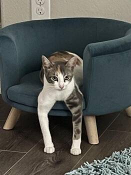 Kit Kat -  Calico Cat for Adoption in Liverpool, Texas - Kit Kat | PetCurious