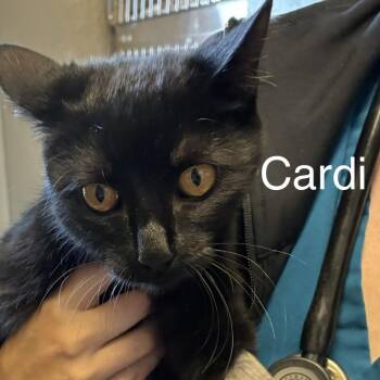Domestic Short Hair Cats Available for Adoption in Knoxville, Tennessee - Cardi | PetCurious