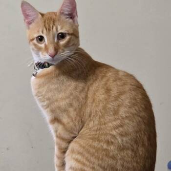Rescue Domestic Short Hair Cats for Adoption in Fort Worth, Texas - Tigger | PetCurious