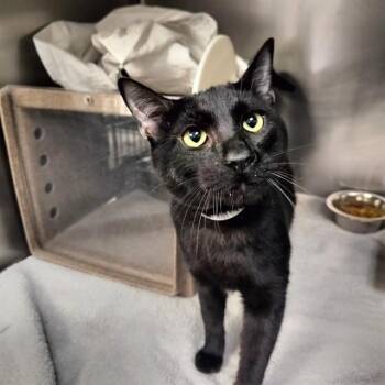 Domestic Short Hair Cats Available for Adoption - DEXTER | PetCurious