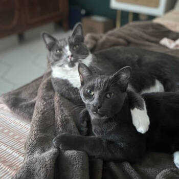 Rescue Domestic Short Hair Cats for Adoption in Los Angeles, California - Smokey | PetCurious