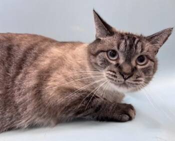 Shiro -  Domestic Short Hair Cat for Adoption in Golden Valley, Minnesota - Shiro | PetCurious