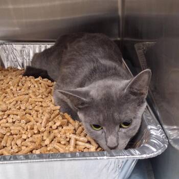 Sol -  Domestic Short Hair Cat for Adoption in West Palm Beach, Florida - Sol | PetCurious