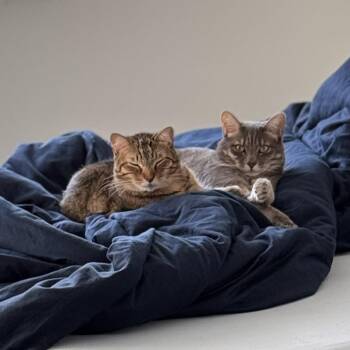 Domestic Short Hair Cats Available for Adoption - Comet | PetCurious