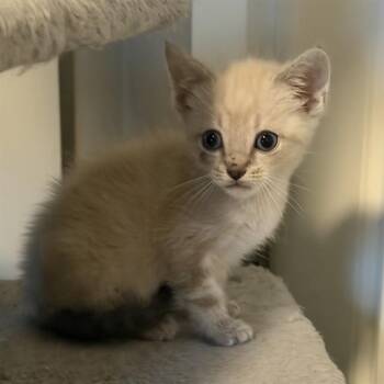 CODA -  Domestic Short Hair Cat for Adoption - CODA | PetCurious