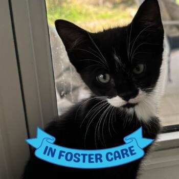 Domestic Short Hair Cats Available for Adoption in Tallahassee, Florida - MISCHIEF | PetCurious