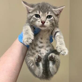 Lucy -  Domestic Short Hair Cat for Adoption in Birmingham, Alabama - Lucy | PetCurious