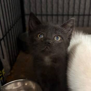 Domestic Short Hair Cats Available for Adoption in Fredericksburg, Virginia - Paris | PetCurious