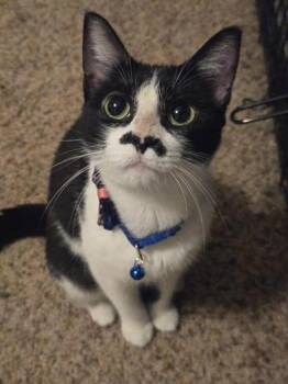 Rescue Tuxedo and Domestic Short Hair Cats for Adoption in Liverpool, Texas - Mostachio | PetCurious