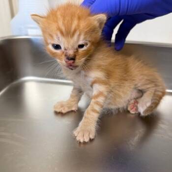 Domestic Short Hair Cats Available for Adoption - TUSC-Stray-83596 | PetCurious