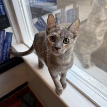 Rescue Domestic Short Hair Cats for Adoption in Los Angeles, California - Sterilite | PetCurious