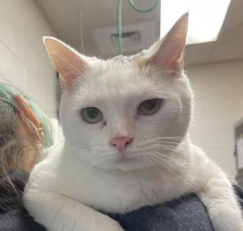 Domestic Short Hair Cats Available for Adoption in Golden, Colorado - Meringue | PetCurious