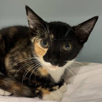 Paige -  Domestic Short Hair Cat for Adoption in Chattanooga, Tennessee - Paige | PetCurious