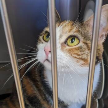Teddi Sue -  Domestic Short Hair Cat for Adoption in Spokane, Washington - Teddi Sue | PetCurious