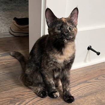 Domestic Short Hair Cats Available for Adoption in Candler, North Carolina - Marmoset | PetCurious