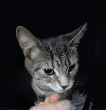 Rescue Domestic Short Hair Cats for Adoption in Montreal, Quebec - Damien (pas De Collier) | PetCurious