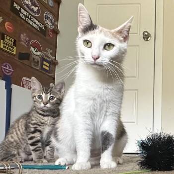 Gigi -  Domestic Short Hair Cat for Adoption in Traverse City, Michigan - Gigi | PetCurious
