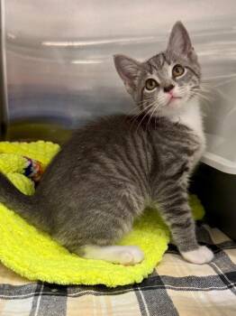 Domestic Short Hair Cats Available for Adoption in Ocala, Florida - Sitka (Petsmart) | PetCurious