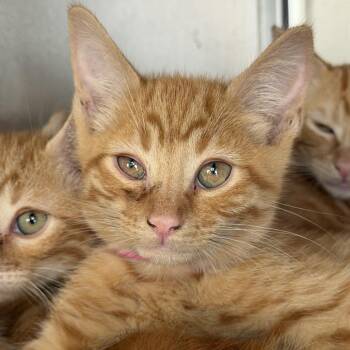 Bergkamp -  Domestic Short Hair Cat for Adoption in Los Angeles, California - Bergkamp | PetCurious