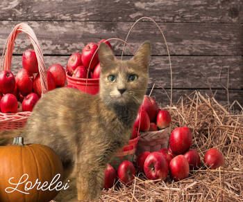 Rescue Domestic Short Hair Cats for Adoption in Culpeper, Virginia - Lorelei | PetCurious