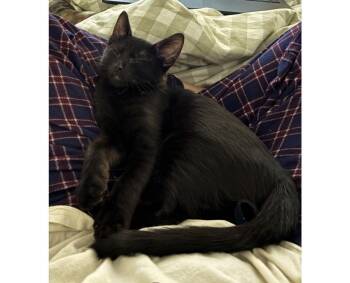 Needles Wiggles -  Domestic Short Hair Cat for Adoption in Chandler, Arizona - Needles Wiggles | PetCurious