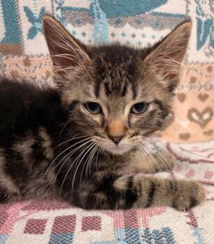 Chimney -  Domestic Short Hair Cat for Adoption in Waterloo, Iowa - Chimney | PetCurious