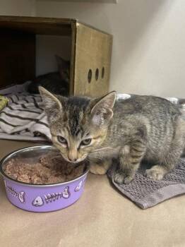 Jolly Rancher -  Domestic Short Hair Cat for Adoption in Bellevue, Washington - Jolly Rancher | PetCurious