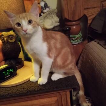 Domestic Short Hair Cats Available for Adoption - Vince | PetCurious