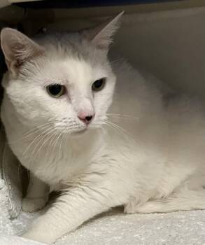 Domestic Short Hair Cats Available for Adoption in Boston, Massachusetts - CHLOE | PetCurious