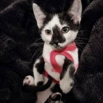 Eeny -  Domestic Short Hair Cat for Adoption in West Palm Beach, Florida - Eeny | PetCurious