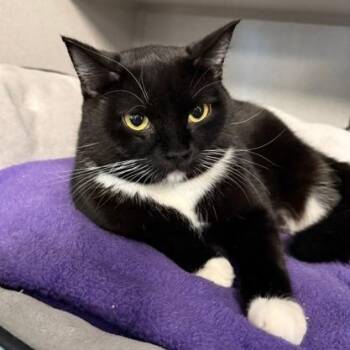 Domestic Short Hair Cats Available for Adoption in Washougal, Washington - Gala | PetCurious