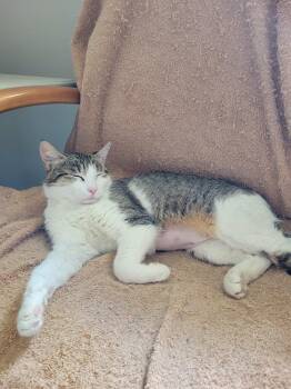 Turkish Van and Calico Cats Available for Adoption - SIENNA | PetCurious