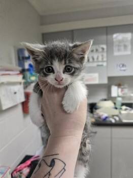 WINGS -  Domestic Short Hair Cat for Adoption in Easton, Maryland - WINGS | PetCurious