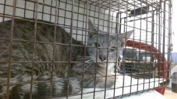 Domestic Short Hair Cats Available for Adoption - SEBAS | PetCurious