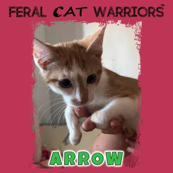 Arrow -  Domestic Short Hair Cat for Adoption in Kingman, Arizona - Arrow | PetCurious