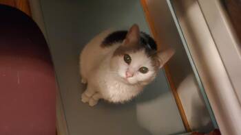 olga -  Domestic Short Hair Cat for Adoption in Louisville, Kentucky - Olga | PetCurious
