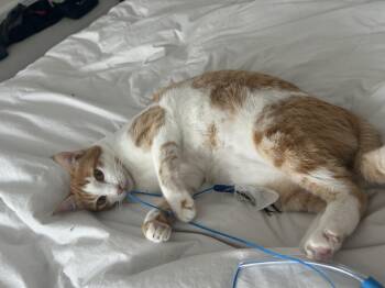 Rescue Domestic Short Hair Cats for Adoption in San Francisco, California - Meet Sheena – Your Purrfect Balance Of Sass & Snuggles! | PetCurious