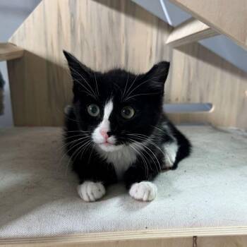Feisty -  Tuxedo Cat for Adoption in Tulsa, Oklahoma - Feisty | PetCurious