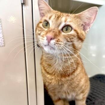 CARLOS -  Domestic Short Hair Cat for Adoption in Fernandina Beach, Florida - CARLOS | PetCurious