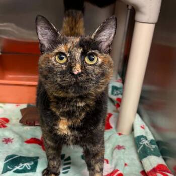 Prue -  Domestic Short Hair Cat for Adoption in Concord, North Carolina - Prue | PetCurious